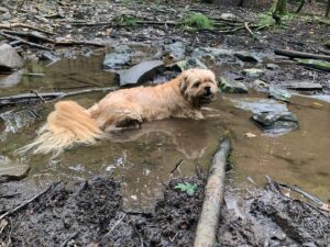 Alison Pill Instagram - Seven years ago, this person came home with me from @santedorrescue .  @thejoshualeonard accepted that this ‘foster’ was definitely more than that, and now #henrychirpa is the soulful protector of the family.  He loves treats and mud.  Chasing chipmunks.  His boyfriend Finn.  Less enthused about the costumes his almost-5 year-old protectee bestows on him. But he’s patient and kind and a great friend.  Happy adoptaversary Henry Chirpa!!!