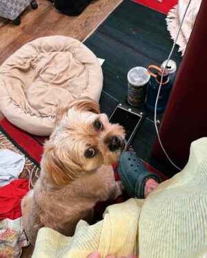 Alison Pill Instagram - Back on our zoom bullszit. #allmypunysorrows is available on demand tomorrow!  Stream it where you stream stuff.  Image description: a blonde woman in a yellow dress with red lipstick in front of a green background, second photo is a blonde dog looking up  winsomely next to a green Croc shoe.