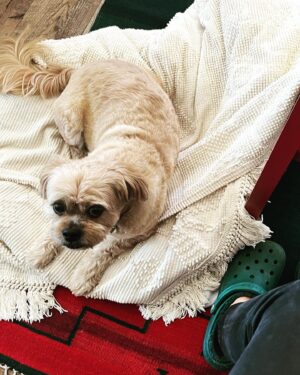 Alison Pill Instagram - Zoom press above and below. [image description 1: a blonde woman with curled hair wearing a red blouse and red lipstick. 2: a blonde Ewok- resembling dog lying on a cream blanket next to red chair legs and a pair of green Croc shoes]