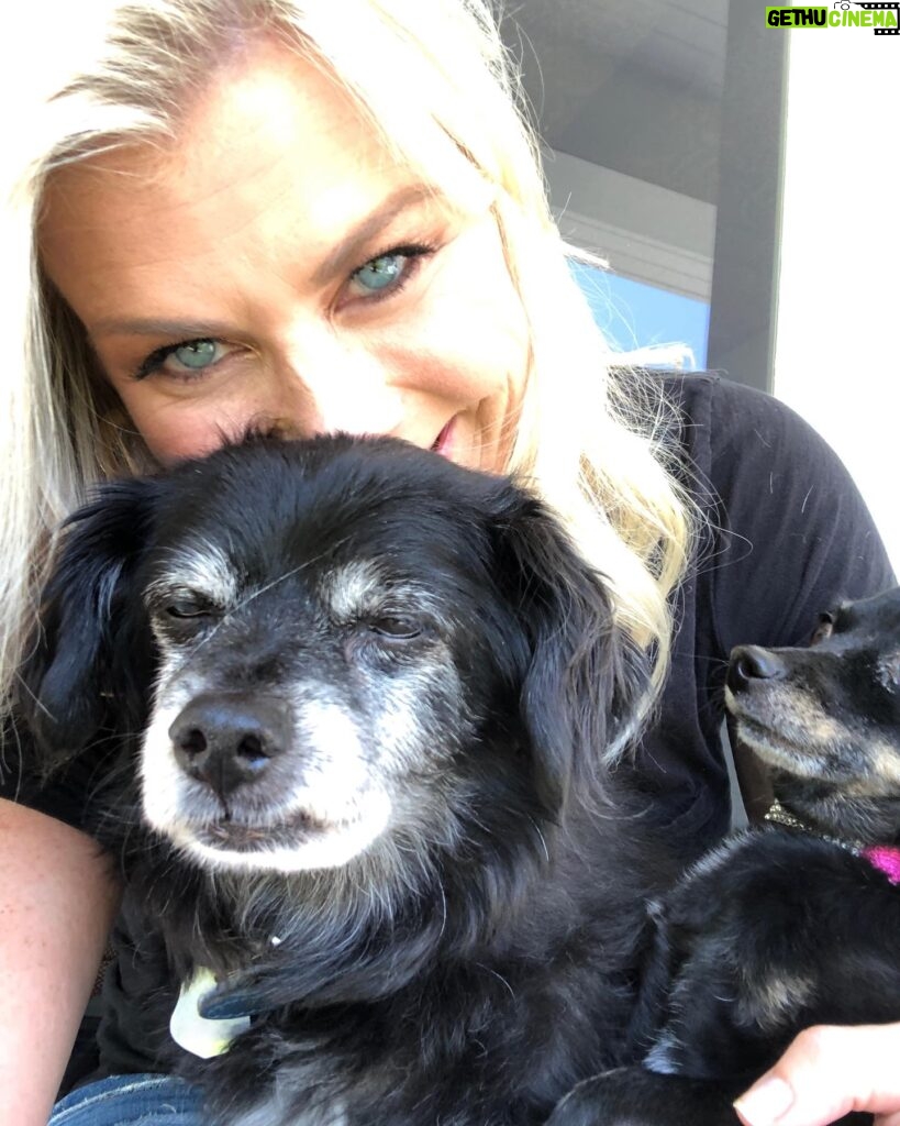 Alison Sweeney Instagram - Thinking of the rescue dogs that have such a special place in our hearts I wanted to share a link to help @americanhumane who have been on the frontlines caring for animals in the aftermath of the Maui wildfires. If you would like to contribute to their grant to help Maui Humane Society provide critical aid please see the link in my bio. 🐈 🐶 ❤️