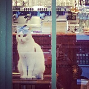 Allison Mack Instagram - Cats inside, people kicked out..... that's one way of dining. Gotta love a perfect Parisian cafe..... #parisdreaming #revisitingmemories