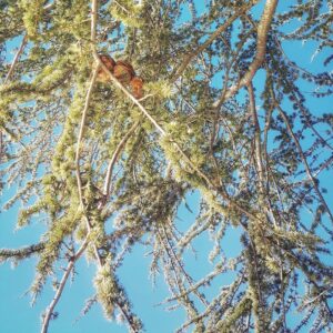 Allison Mack Instagram - "The pine stays green in the winter. Wisdom is hardship." Chinese Proverb #wisdom #soulfood