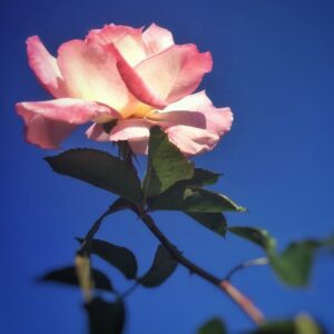 Allison Mack Instagram - "But he who dares not grasp the thorn 
Should never crave the rose." #AnneBrontë