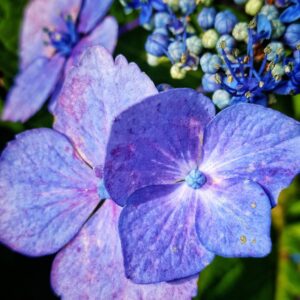 Allison Mack Instagram - "I think it pisses God off if you walk by the color purple in a field somewhere and don't notice it."
#Alice Walker.... plus it looks so nice in my feed... #naturalbeauty
#soulfood #nourishment