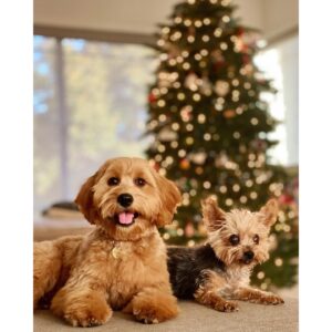 Allison Munn Instagram - They’re starting to tolerate each other - it’s a Christmas miracle!✨