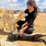 Alyaa Assaf Instagram - احب اعرفكم علي شكولاتة وبطاطا 🤍 الذ كلبين شوفتهم في حياتي واليوم اللي مش بروح عشان احطلهم اكل بحس ان اليوم فيه حاجة ناقصة وبيوحشوني 🤷🏼‍♀️🥹وشكولاتة هانم اللي نايمة في حضني دي زمان ماكنتش بتقربلي وكانت بتخاف مني وتستخبي اول ماروح دلوقتي بقيت قمة المياصة😂 بطاطا بقي بيغير من اخته وبقي بيعض ايدي لما العب معاها 😁