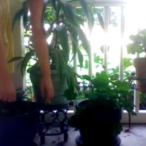 Amalia Soto Instagram - I wrote about my 2010 as told through Tumblr posts for the blog 🌀👩‍💻

This (and my more personal posts) are subscriber-only🔒 if you’re interested in this type of stuff consider subscribing for $5 a month 💚 or just enjoy the pictures I’m posting here :)

link in bio // mollysoda.substack.com