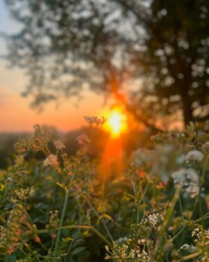Amanda Lamb Instagram - Funny isn’t it how you can live in an area for decades and never actually notice or see parts of it. Changed that last night and went and sat with the Badge and Lottie in the meadow at the top of Richmond Hill. It was absolute heaven. We sat and watched the sun go down, drank rose and J20’s  from the @the_roebuck_richmond and staggered back very happy… sometimes it’s the small things isn’t it….