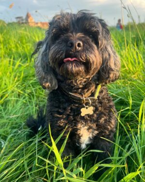 Amanda Lamb Instagram - Funny isn’t it how you can live in an area for decades and never actually notice or see parts of it. Changed that last night and went and sat with the Badge and Lottie in the meadow at the top of Richmond Hill. It was absolute heaven. We sat and watched the sun go down, drank rose and J20’s  from the @the_roebuck_richmond and staggered back very happy… sometimes it’s the small things isn’t it….