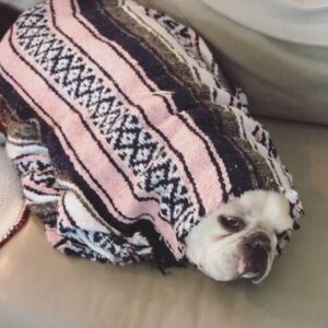 Amanda Leighton Instagram - When your pup is sick wrap them up in a lil love burrito 💕🌯🐾🤒