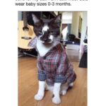 Amanda Keller Instagram - Good to know. If I had a cat.