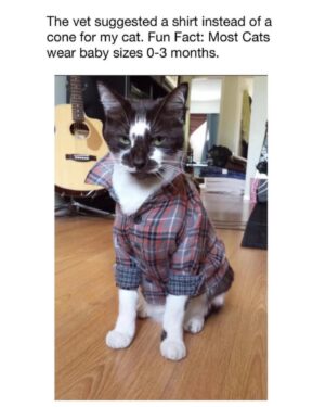 Amanda Keller Instagram - Good to know. If I had a cat.