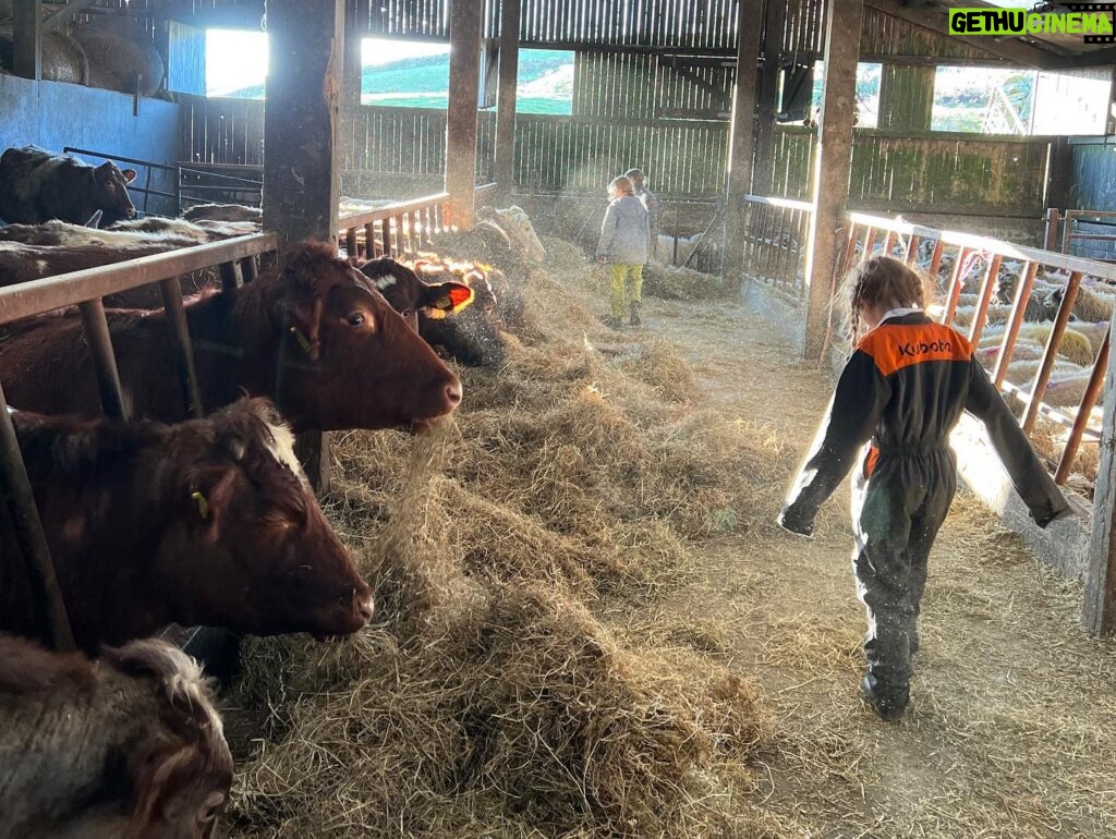 Amanda Owen Instagram - The fodder gang. 👭👬🐮🐮🐮🐮🐮 Foddergang ~ The passage linking byre to hay mew along which the hay was carried & the cows then foddered. Old Norse ‘fóthr’ feed & ‘gangr’ to go. #yorkshire #swaledale #fodder #hay #cows