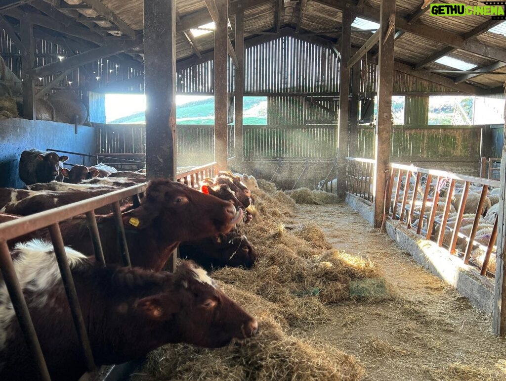 Amanda Owen Instagram - The fodder gang. 👭👬🐮🐮🐮🐮🐮 Foddergang ~ The passage linking byre to hay mew along which the hay was carried & the cows then foddered. Old Norse ‘fóthr’ feed & ‘gangr’ to go. #yorkshire #swaledale #fodder #hay #cows