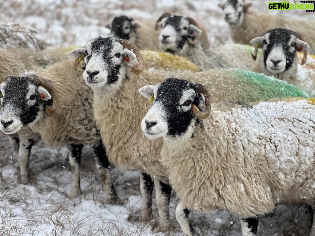 Amanda Owen Instagram - Winter woollies. 🐑🐑🐑🧣👬👭❄️ 🐶 #snow #winter #icy #woolly #yorkshire #sheep #farm