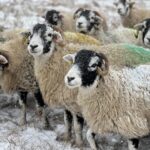 Amanda Owen Instagram – Winter woollies. 🐑🐑🐑🧣👬👭❄️ 🐶 
#snow #winter #icy #woolly #yorkshire #sheep #farm
