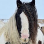 Amanda Owen Instagram – Full manes, tails, feather & whiskers.
🐴🐴 
#yorkshire #snow #weather #horses
