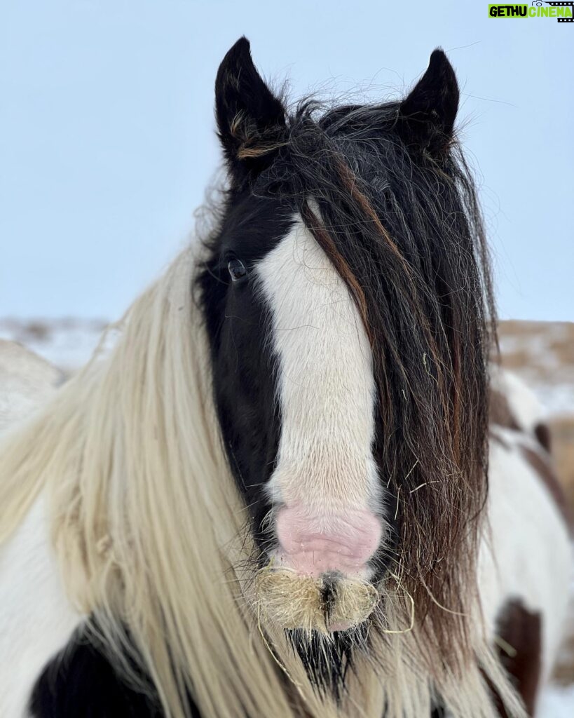 Amanda Owen Instagram - Full manes, tails, feather & whiskers. 🐴🐴 #yorkshire #snow #weather #horses