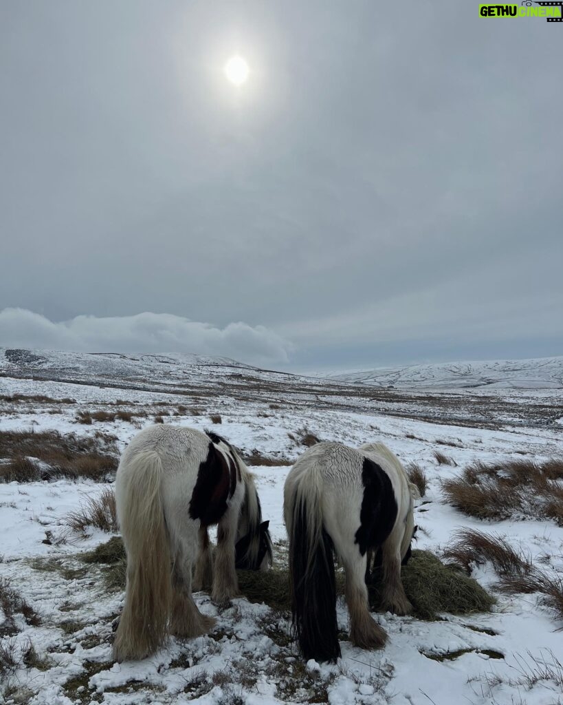 Amanda Owen Instagram - Full manes, tails, feather & whiskers. 🐴🐴 #yorkshire #snow #weather #horses