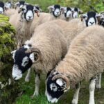 Amanda Owen Instagram – There’s plenty to do whatever the weather ☀️ 🌧️ & there’s never a shortage of willing helpers.👫👭👫👭
All equipped with enthusiasm & smiles. 😊 
#yorkshire #shepherdess #outdoors #farm #children #sheep #saletime #autumn