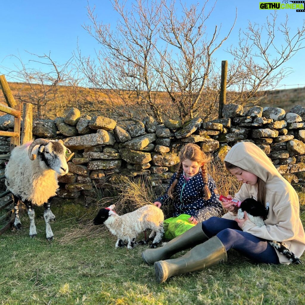 Amanda Owen Instagram - Trials and tribulations. 🐑🐑🐑🐑🐑🐑🐑🐑🐑🐑🐑🐑🐑🐑 #yorkshire #shepherdess