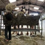 Amanda Owen Instagram – Haytime playtime. 🐴 🌾
#hay #horses #heavyhorses #feedingtime #yorkshire #shepherdess #farm