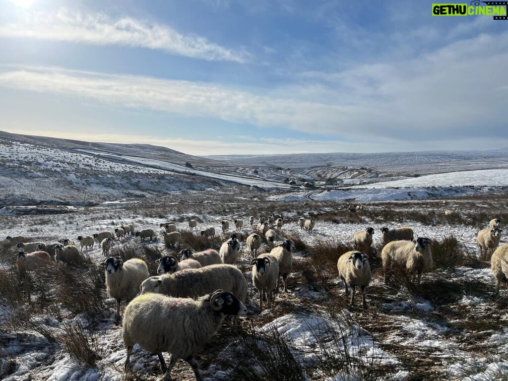 Amanda Owen Instagram - Ah, the sheep are all fine and dandy today and far happier with a sprinkling of snow than yesterdays deluge. One or two are possibly rather cleaner after their unscheduled soaking. 🌊❄️❄️🐑🐑 Thank you for lending us the tracked dumper 🚜 @reubenowen74 ❤️ #yorkshire #shepherdess #snow #sheep #hay #fodder
