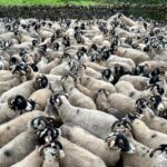 Amanda Owen Instagram – Our woolly jumpers 🐑🐑🐑🐑🐑🐑🐑🐑🐑🐑🐑🐑🐑🐑🐑🐑 nod to Princess Diana’s woolly jumper.🧶👕
#yorkshire #shepherdess #sheep #flock #woolly #jumper #baabaa princessdiana