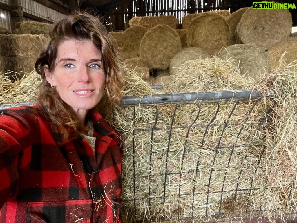 Amanda Owen Instagram - Haytime playtime. 🐴 🌾 #hay #horses #heavyhorses #feedingtime #yorkshire #shepherdess #farm