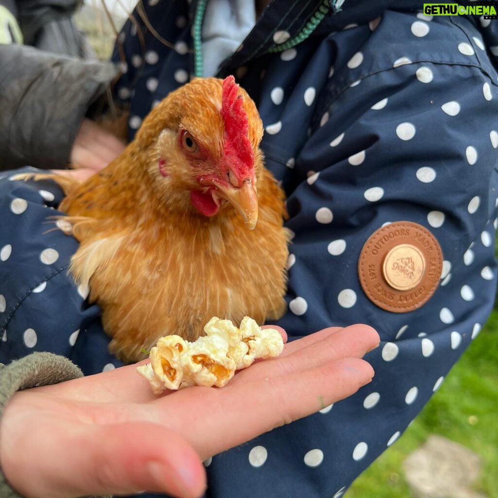 Amanda Owen Instagram - A hen party 🐔🎉 Hatching a plan. 🐔 🐣 Popcorn chicken. 🐔🍿 #chicken #hens #henparty
