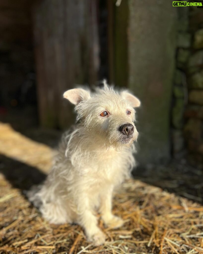Amanda Owen Instagram - Usually a soggy doggy but today Chalky 🐶 is soaking up the sun ☀️☀️ #dog #weather #sun #warm