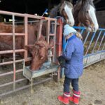 Amanda Owen Instagram – Buttercup 🐄 the house cow getting a massage from Maple🐴 whilst getting milked 🥛then back her her calf Pansy 🐄. #cow #horse #selfsufficiency