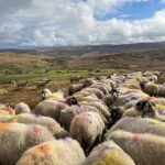 Amanda Owen Instagram – What a changeable week weather wise, bright sunshine, gale force winds and torrential rain. Need some calm but instead there’s a snow forecast. ❄️😕
#yorkshire #shepherdess #weather #countryside #outdoors #spring