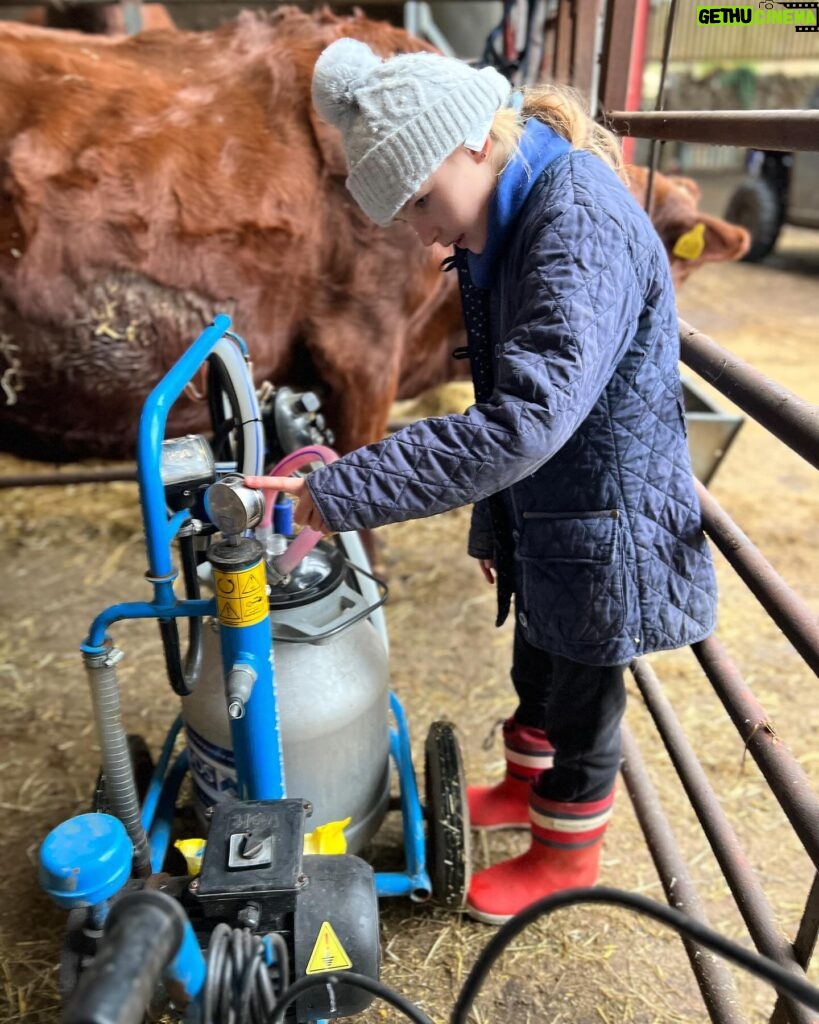 Amanda Owen Instagram - Buttercup 🐄 the house cow getting a massage from Maple🐴 whilst getting milked 🥛then back her her calf Pansy 🐄. #cow #horse #selfsufficiency