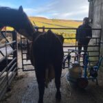 Amanda Owen Instagram – Buttercup 🐄 the house cow getting a massage from Maple🐴 whilst getting milked 🥛then back her her calf Pansy 🐄. #cow #horse #selfsufficiency