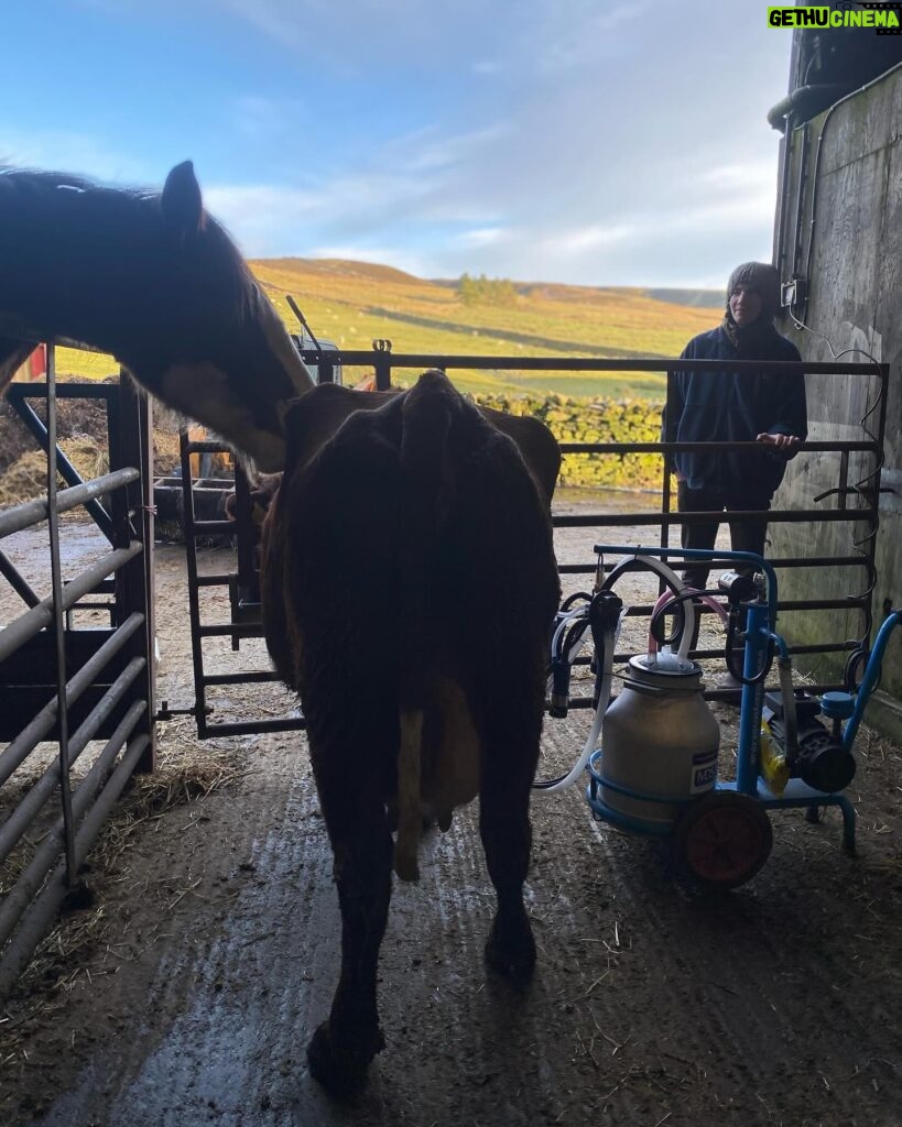 Amanda Owen Instagram - Buttercup 🐄 the house cow getting a massage from Maple🐴 whilst getting milked 🥛then back her her calf Pansy 🐄. #cow #horse #selfsufficiency