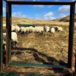 Amanda Owen Instagram – In the frame 🖼️ on a picture perfect day.
#yorkshire #shepherdess #countryside #view #outdoors