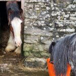 Amanda Owen Instagram – Size matters. 😊 
Tony 🐴 winning 🏆 the prize this morning. ( A Clydesdale size portion of hot mash that was left cooling ).
*Maple can reach the latch & has learnt how to open the bottom stable door 🚪*
#smallisbeautiful #bigisbeautiful #horses #ponies