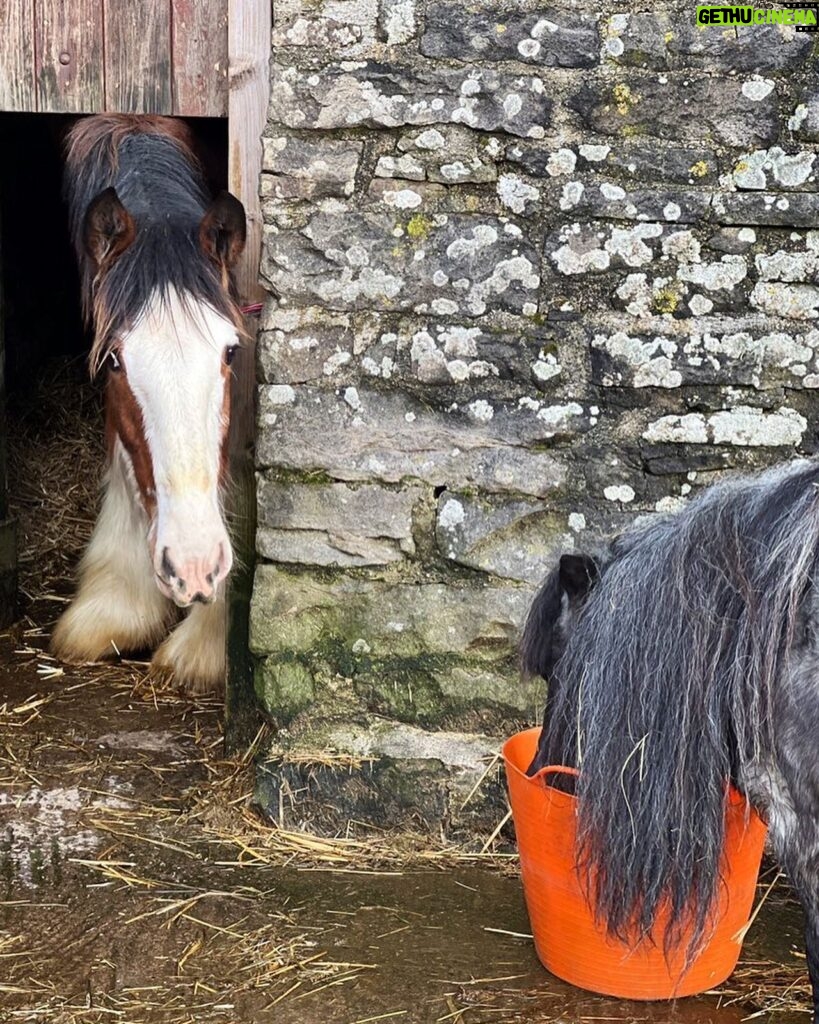 Amanda Owen Instagram - Size matters. 😊 Tony 🐴 winning 🏆 the prize this morning. ( A Clydesdale size portion of hot mash that was left cooling ). *Maple can reach the latch & has learnt how to open the bottom stable door 🚪* #smallisbeautiful #bigisbeautiful #horses #ponies