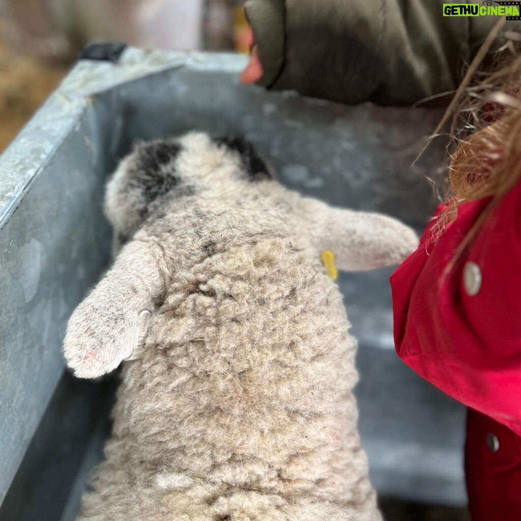 Amanda Owen Instagram - Out on the rounds & apprehending a yow with an issue. Fortunately a small prolapse is easy enough to sort out and my team like being hands-on. 🙌 🐑 Waiting for the wee that she absolutely couldn’t do until things were put back from whence they came. 🐑 That must feel a lot better. #yorkshire #shepherdesses #outdoors