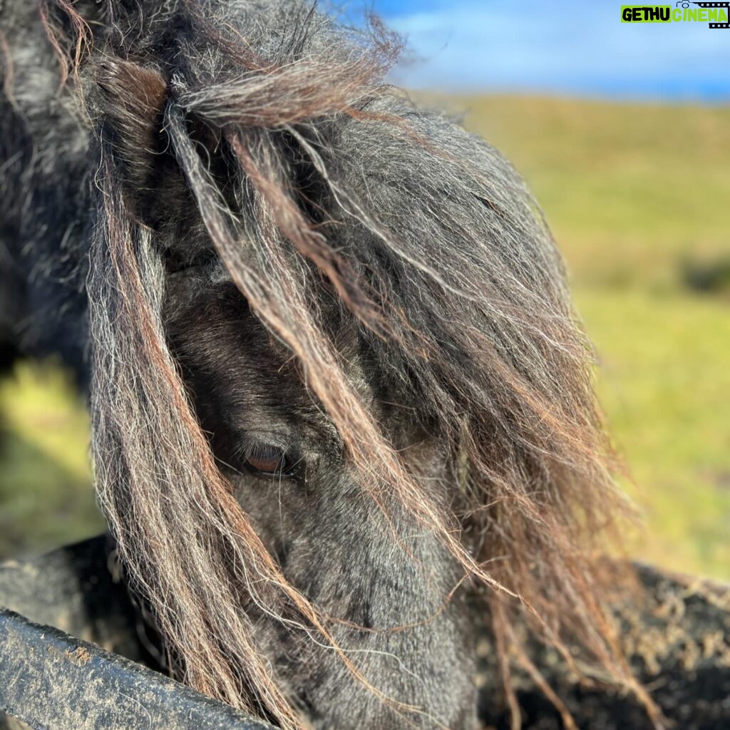 Amanda Owen Instagram - Basking in some winter sunshine ☀️ 🐴 🐮 #yorkshire #sunshine #winter #pony #cow #farm