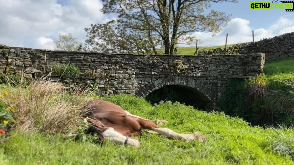 Amanda Owen Instagram - Lazin’ on a sunny afternoon 💤 In the summertime 🎶 🐴