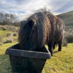 Amanda Owen Instagram – Basking in some winter sunshine ☀️ 🐴 🐮 
#yorkshire #sunshine #winter #pony #cow #farm
