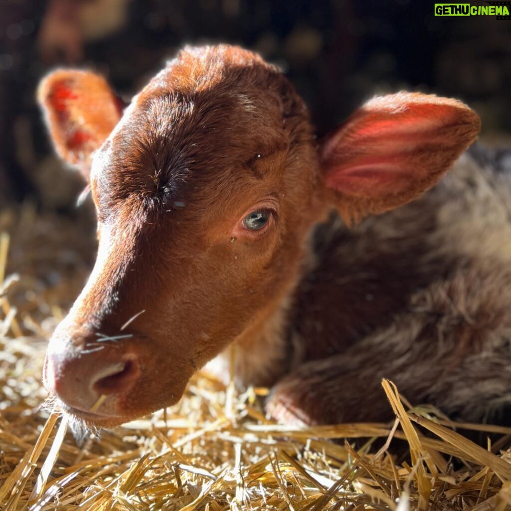 Amanda Owen Instagram - Basking in some winter sunshine ☀️ 🐴 🐮 #yorkshire #sunshine #winter #pony #cow #farm
