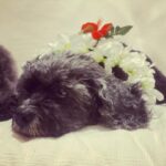 Amanda Schull Instagram - Ru would have been 19 today. I knew it would be hard to say goodbye to him, but I couldn’t imagine it would be this hard. He was and always will be so very loved. 1. Model Ru 2. Ru at his favorite place on earth 3. Ru in his (and my) comfiest place in earth 4. Taco Ru 5. Ru’s birthday last year 6. Ru on his birthday last year running wild at 18(!)
