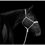 Amberley Snyder Instagram – ⚫️ Just POWER showing off his @_martinsaddlery halter ⚫️

He loves the camera 📸 

@laurenandersonphoto 

#amberleysnyder #walkriderodeo #atppower #breyerhorse