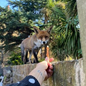 Amelia Eve Instagram - Are you cussing with me Fräulein Fury? 🦊