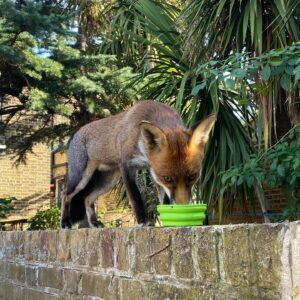 Amelia Eve Instagram - Are you cussing with me Fräulein Fury? 🦊