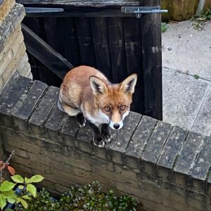 Amelia Eve Instagram - Are you cussing with me Fräulein Fury? 🦊