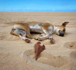 Amelia Eve Instagram - Made a few furiends in Paradise 🐾